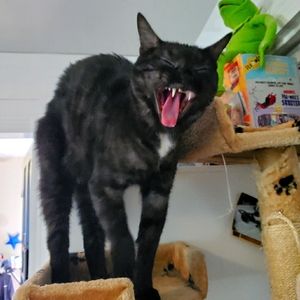 *Pet Friendly Closet* 🐈 🐕